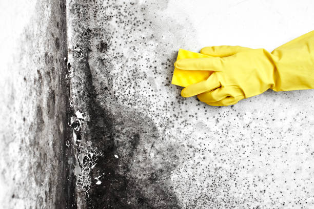 Best Kitchen Mold Remediation in Black Diamond, WA