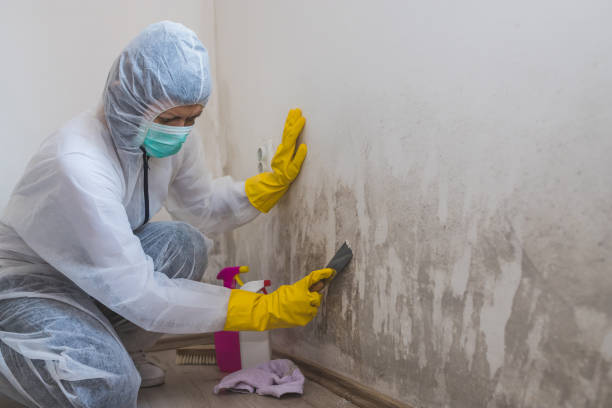 Best Commercial Mold Remediation in Black Diamond, WA