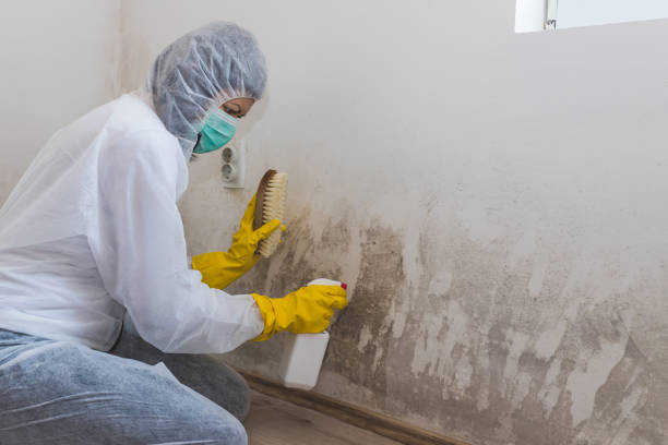 Best Residential Mold Remediation in Black Diamond, WA