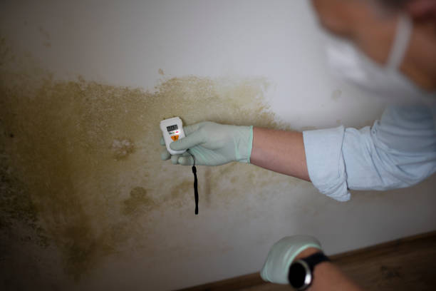 Reliable Black Diamond, WA Mold Remediation Solutions