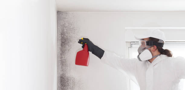 Best Residential Mold Remediation in Black Diamond, WA