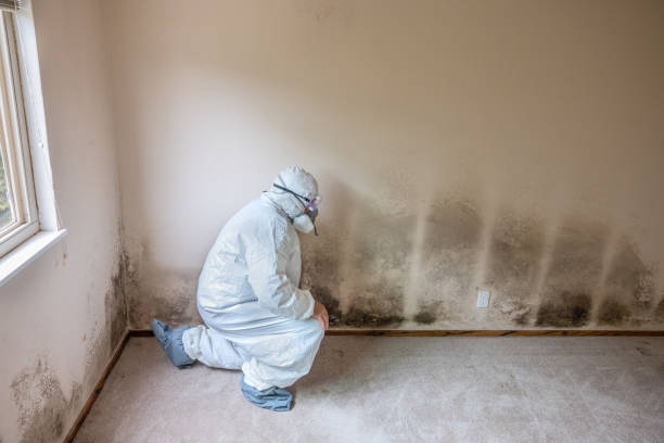 Best Emergency Mold Remediation in Black Diamond, WA