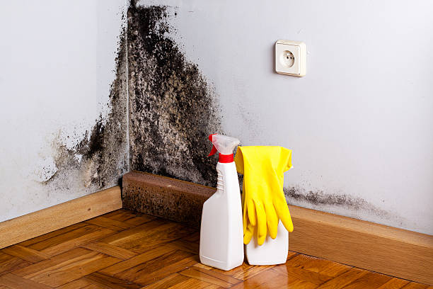 Best Mold Testing and Inspection Services in Black Diamond, WA