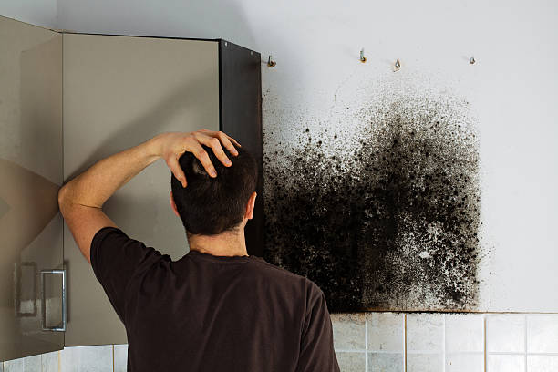 Best Mold Remediation for Schools in Black Diamond, WA